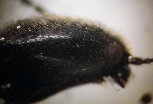 Ampedus sp.